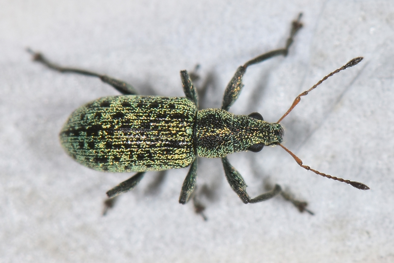 Curculionidae: Polydrusus cervinus? S.